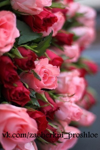 Пусть мужчины знают, а главное помнят: "Девочкам, девушкам, женщинам дарят цветы, потому, что в цветах заложен настоящий смысл Любви."