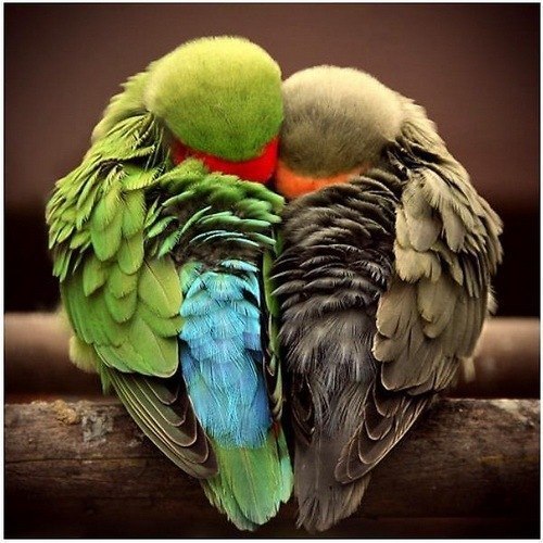 Причуды природы - попугайчики, спящие в форме сердца :)