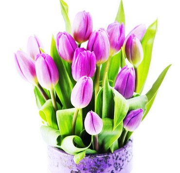 Хочу букет из фиолетовых тюльпанов…