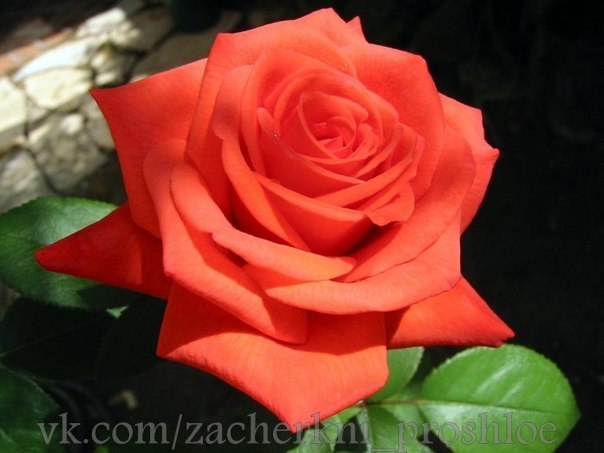 Почему все любят розы больше, чем ромашки? Из-за красоты?