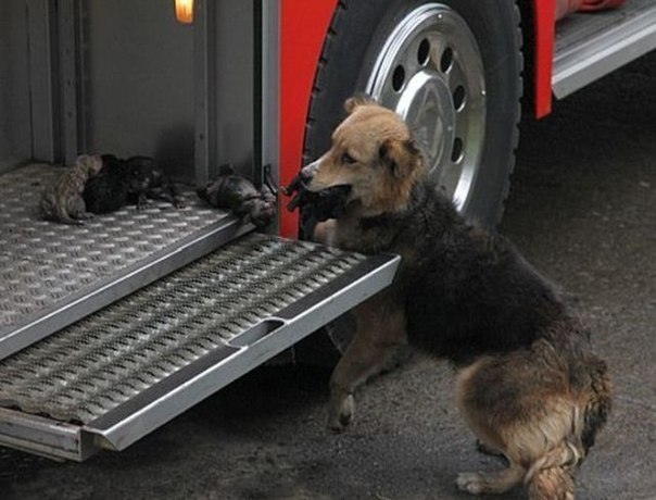 Собака по кличке Аманда спасла своих четырех щенков от пожара в Чили. Щенкам было всего 10 дней, а собака взяла их в пасть и вынесла из горящего дома в пожарную машину. Она стояла возле детей все время, и не выпускала из своего поля зрения, пока ветеринары не пришли и не осмотрели их. 