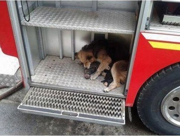 Собака по кличке Аманда спасла своих четырех щенков от пожара в Чили. Щенкам было всего 10 дней, а собака взяла их в пасть и вынесла из горящего дома в пожарную машину. Она стояла возле детей все время, и не выпускала из своего поля зрения, пока ветеринары не пришли и не осмотрели их. 