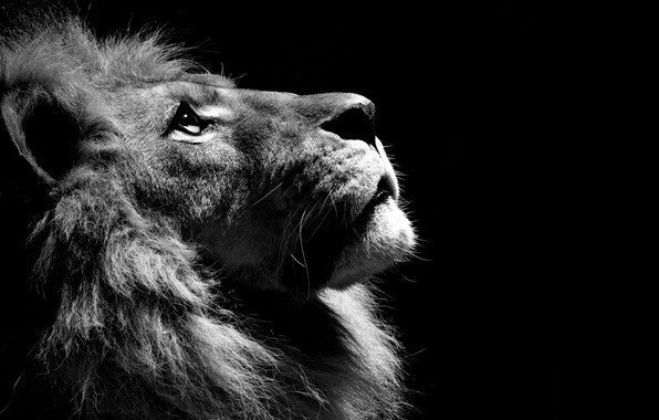 «Величайший в мире страх – это страх перед мнениями других. В то мгновение, когда ты не боишься толпы, ты больше не овца, ты становишься львом. Великий рёв раздается в твоем сердце – рёв свободы».