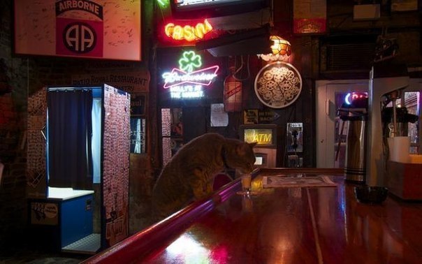 Это кот из Нового Орлеана, зовут его Mr Wu и он ежедневно посещает бар. Когда-то этот кот был домашним, но после того, как Новый Орлеан был разрушен ураганом, он потерял своих хозяев и теперь скитается по городу. Каждый вечер его можно найти в баре, где у него есть свой собственный стул, а бармен регулярно угощает рюмочкой сливок :)