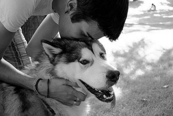 Верность и преданность… К сожалению, собаки знают oб этом намного больше, чем люди...