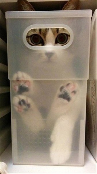 Коты прячутся :)