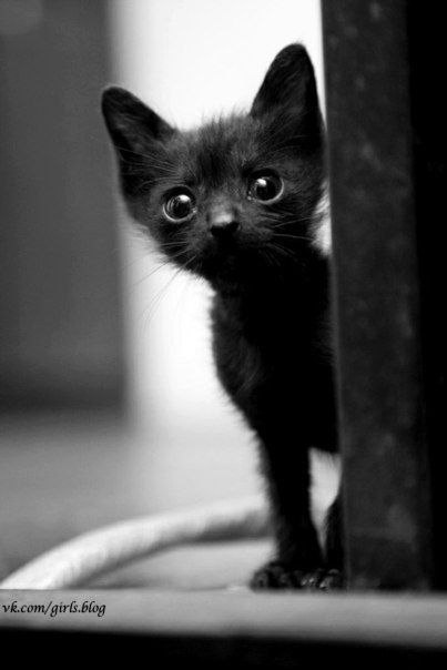 Любопытный котенок :)