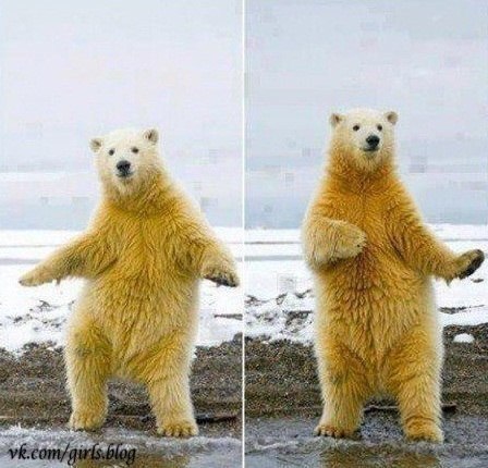 Танцующий медведь заряжает всех позитивом :)