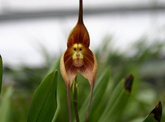 Не трудно догадаться, почему этот цветок получил такое название - «орхидея-обезьяна», но с тех пор, как фотографии этого растения впервые появились в интернете около года назад, людям было трудно поверить, что такой цветок на самом деле существует.