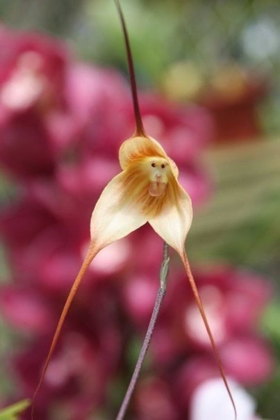 Не трудно догадаться, почему этот цветок получил такое название - «орхидея-обезьяна», но с тех пор, как фотографии этого растения впервые появились в интернете около года назад, людям было трудно поверить, что такой цветок на самом деле существует.