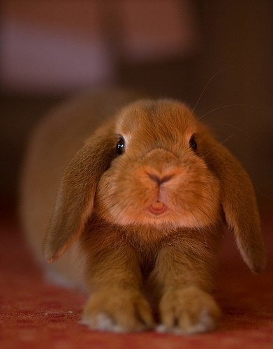 Няшный заяц:)