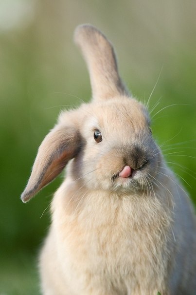 Няшный заяц:)