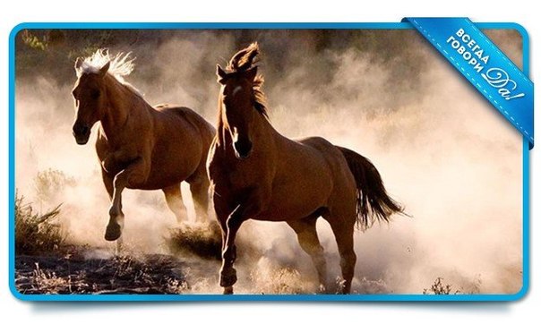 Эмоции – дикие лошади, и человеку необходима мудрость, чтобы контролировать их.