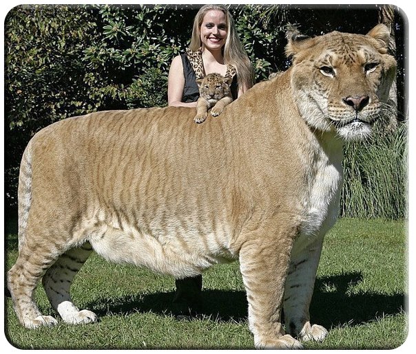 Самая крупная большая кошка на Земле - Лигр. Это гибрид, потомок льва и тигрицы. Внешне лигр схож с гигантским вымершим пещерным львом. Один из самых крупных в мире лигров – Геркулес из Майами